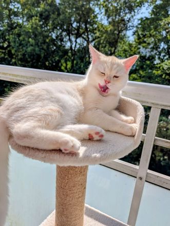 Britisch Katze BKH Katar