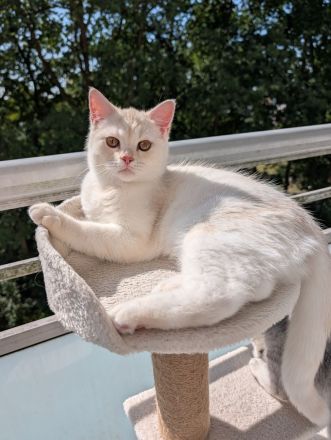 Britisch Katze BKH Katar