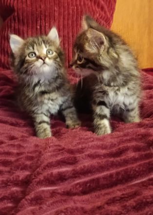 Wunderschöne Sibirische Kitten suchen ihr Für immer Zuhause