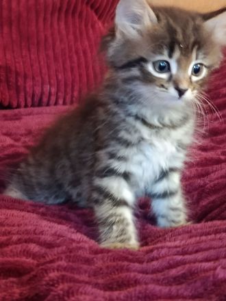 Wunderschöne Sibirische Kitten suchen ihr Für immer Zuhause