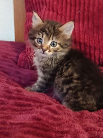 Wunderschöne Sibirische Kitten suchen ihr Für immer Zuhause