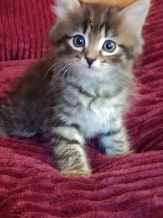 Wunderschöne Sibirische Kitten suchen ihr Für immer Zuhause