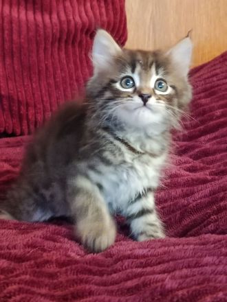 Wunderschöne Sibirische Kitten suchen ihr Für immer Zuhause