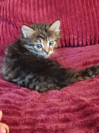 Wunderschöne Sibirische Kitten suchen ihr Für immer Zuhause