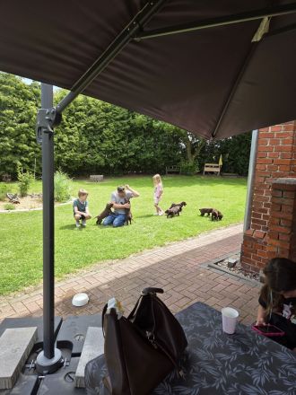 Labrador Welpen