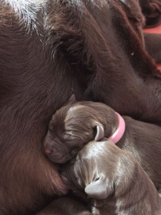 Labrador Welpen