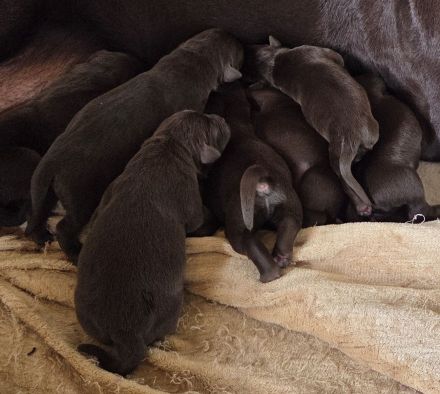 Labrador Welpen