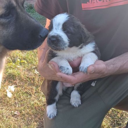 Germanische Bärenhunde vom Züchter
