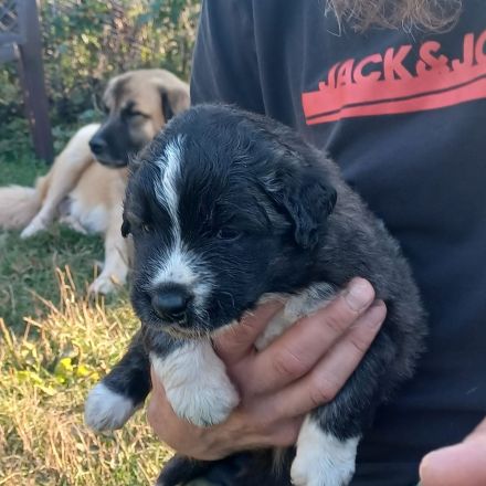 Germanische Bärenhunde vom Züchter