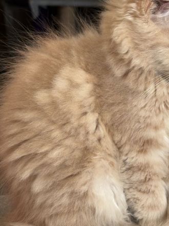 Süßes Main Coon Mädchen