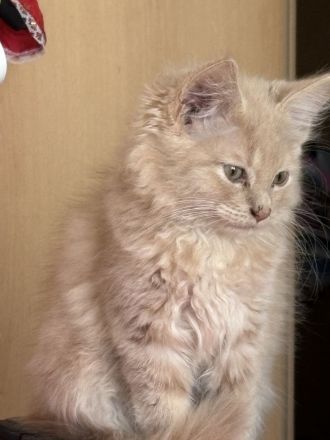Süßes Main Coon Mädchen