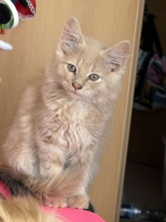 Süßes Main Coon Mädchen