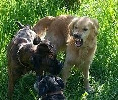 hundrum glücklich - Hundetraining in Saarbrücken, Saarland, Kleinblittersdorf und der Region