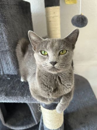 4 reinrassige gesunde Russisch- Blau Kitten (3x m + 1x w )