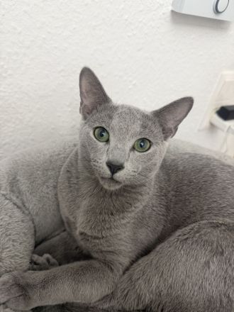 4 reinrassige gesunde Russisch- Blau Kitten (3x m + 1x w )