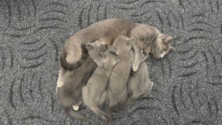 4 reinrassige gesunde Russisch- Blau Kitten (3x m + 1x w )