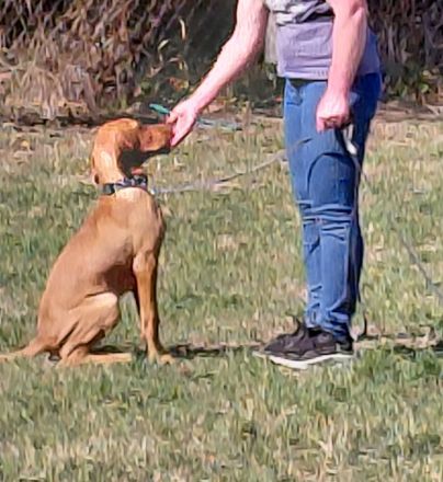 Wunderschöner ungarischer Vizsla-Welpe