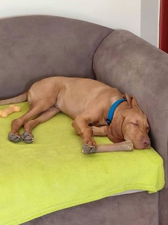 Wunderschöner ungarischer Vizsla-Welpe