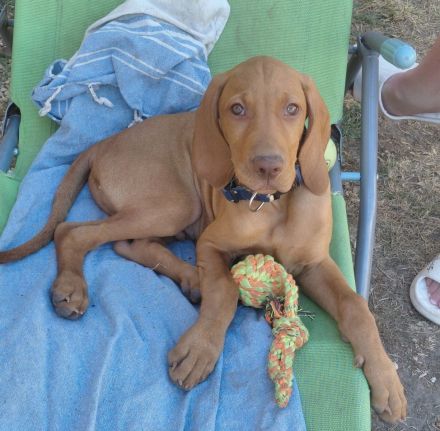 Wunderschöner ungarischer Vizsla-Welpe