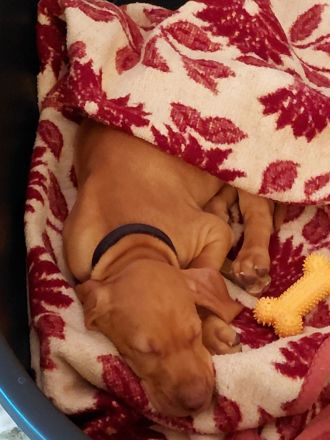 Wunderschöner ungarischer Vizsla-Welpe