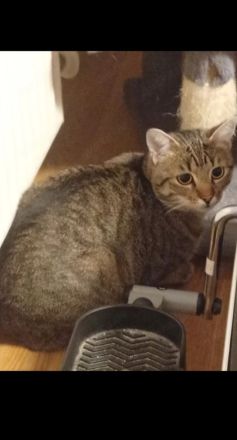 2 BKH Kater Brüder Idefix & Benchy 1 Jahr & 7 Monate alt suchen ein liebes volles warmes Zuhause