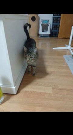 2 BKH Kater Brüder Idefix & Benchy 1 Jahr & 7 Monate alt suchen ein liebes volles warmes Zuhause