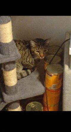 2 BKH Kater Brüder Idefix & Benchy 1 Jahr & 7 Monate alt suchen ein liebes volles warmes Zuhause