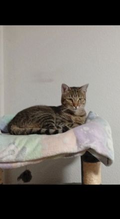 2 BKH Kater Brüder Idefix & Benchy 1 Jahr & 7 Monate alt suchen ein liebes volles warmes Zuhause
