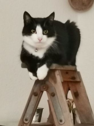 Katze abzugeben