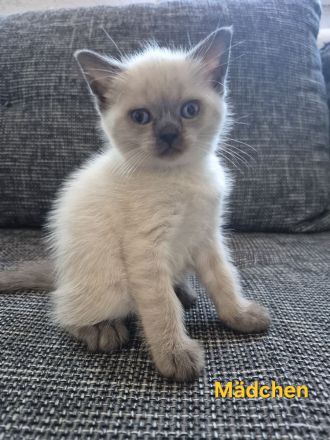 BKH Kitten zu verkaufen