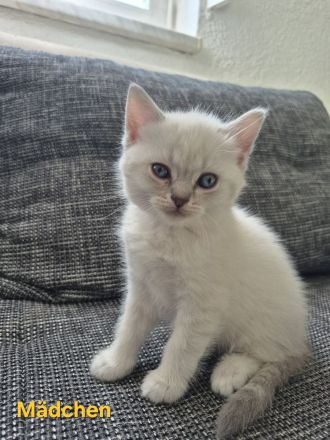 BKH Kitten zu verkaufen