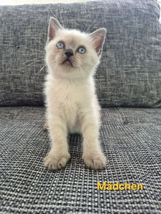 BKH Kitten zu verkaufen