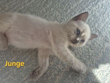 BKH Kitten zu verkaufen