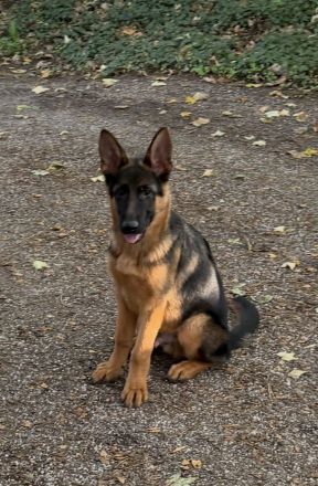 Schäferhund