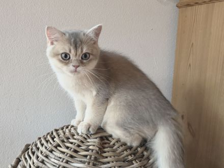 BKH Kitten - kastriert, geimpft, gechipt und mit Stammbaum