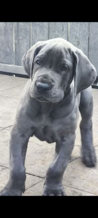 Deutsche Dogge