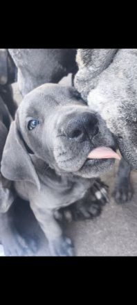 Deutsche Dogge