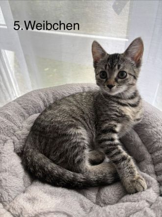 5 süße Katzenbabys in liebevolle Hände abzugeben
