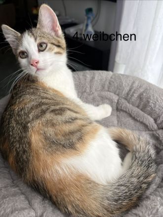 5 süße Katzenbabys in liebevolle Hände abzugeben