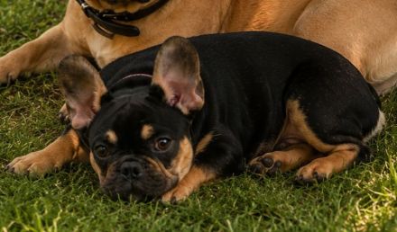 Französische Bulldogge