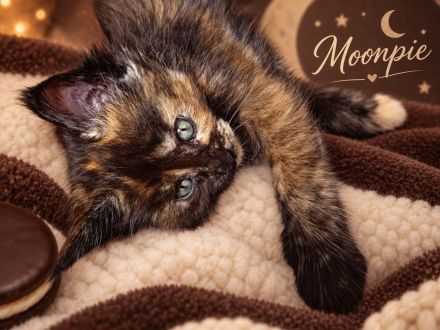 Maine-Coon-Kitten aus liebevoller Familienaufzucht
