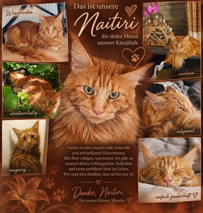 Maine-Coon-Kitten aus liebevoller Familienaufzucht