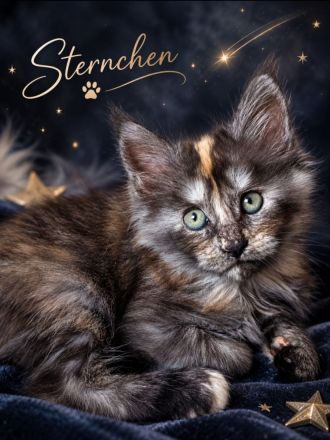 Maine-Coon-Kitten aus liebevoller Familienaufzucht