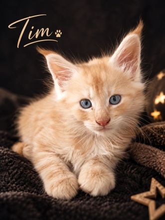 Maine-Coon-Kitten aus liebevoller Familienaufzucht
