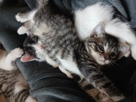 Babykatze in guten händen abzugeben