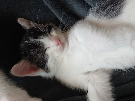 Babykatze in guten händen abzugeben