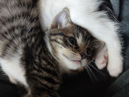Babykatze in guten händen abzugeben