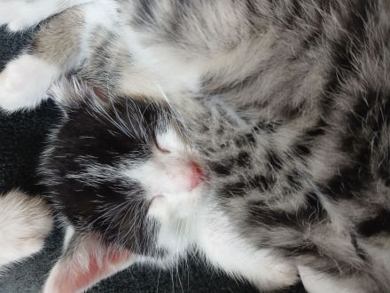 Babykatze in guten händen abzugeben