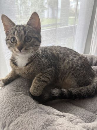 Wunderschönes Katzenmädchen (15 Wochen) sucht ein liebevolles Zuhause!