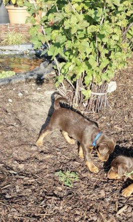 Deutsche Jagdterrier Welpen Braun